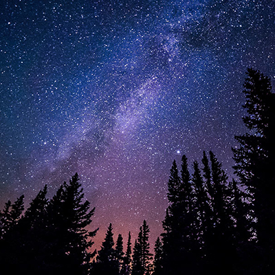 stars above pine trees at night